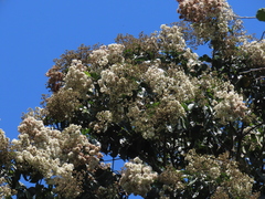 Cordia alliodora