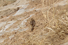 Emberizidae