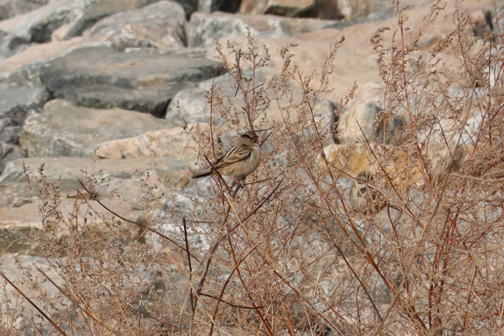 Pallas's Reed Bunting