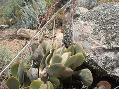 Adromischus sphenophyllus