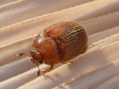 Pocadius