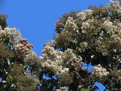 Cordia alliodora