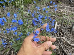 Cynoglossum amabile