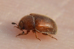 Pocadius