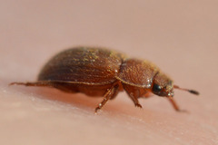 Pocadius