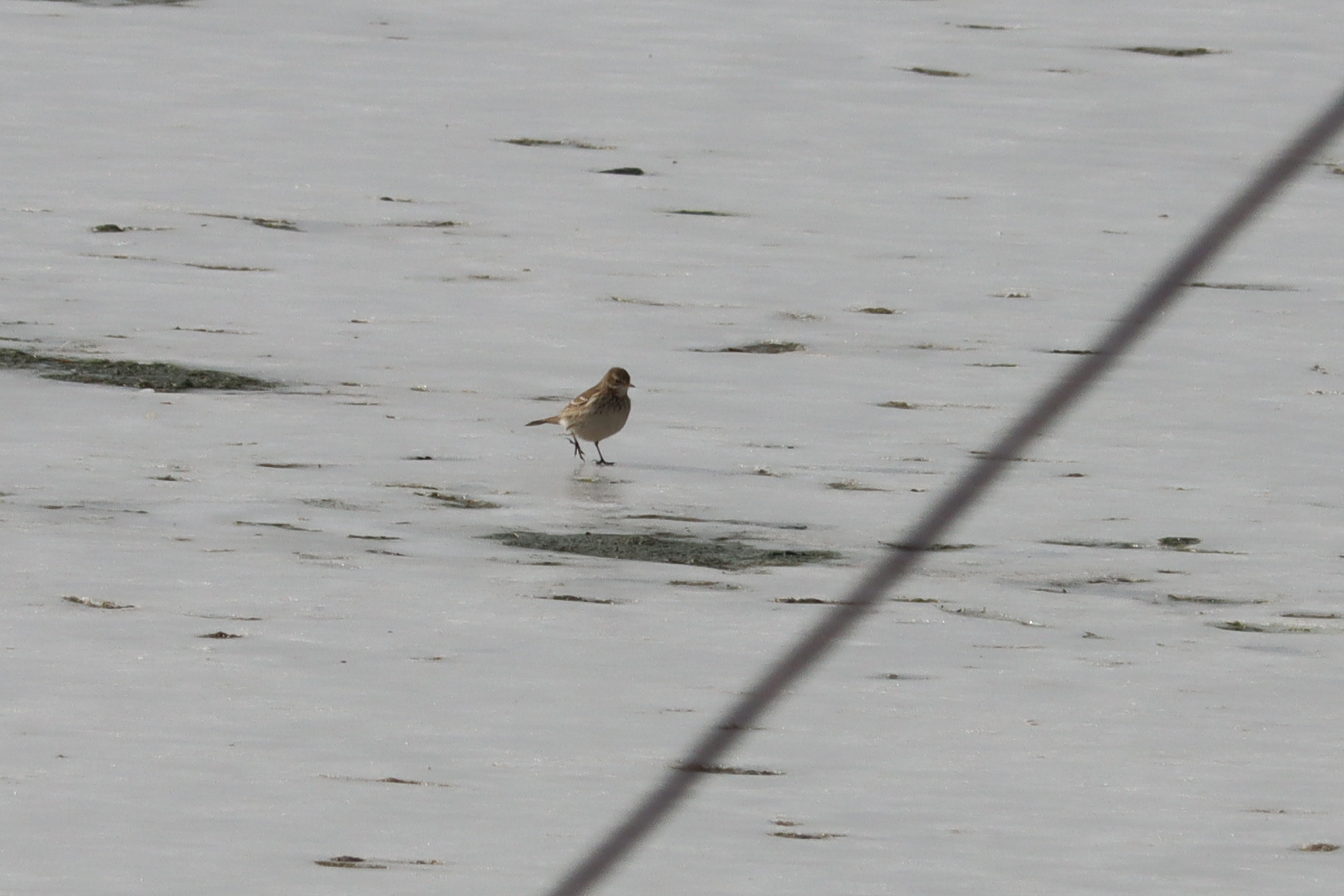 Water Pipit