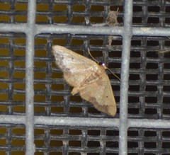 Idaea kendallaria