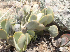 Adromischus sphenophyllus