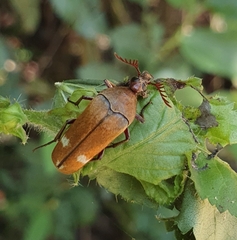 Ripiphoridae