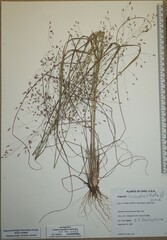 Eragrostis trichodes