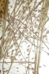 Eragrostis trichodes