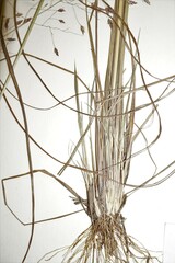 Eragrostis trichodes