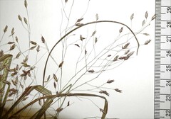 Eragrostis trichodes