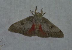 Syssphinx heiligbrodti