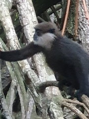 Semnopithecus vetulus