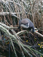 Semnopithecus vetulus