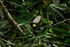 Troides andromache