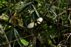 Troides andromache