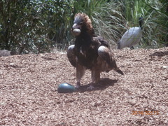 Hamirostra melanosternon