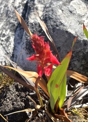 Disa ferruginea