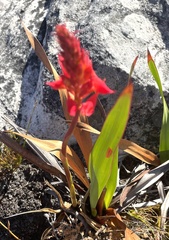 Disa ferruginea