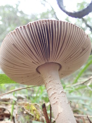 Amanita constricta