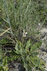 Astragalus albicaulis