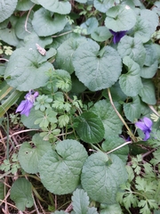 Viola