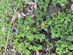 Geranium carolinianum