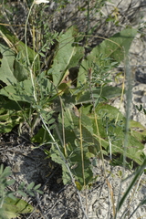 Astragalus albicaulis