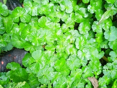 Hydrocotyle