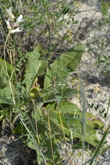 Astragalus albicaulis