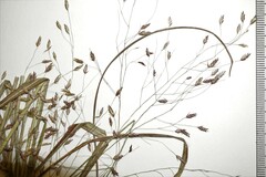 Eragrostis trichodes