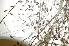 Eragrostis trichodes