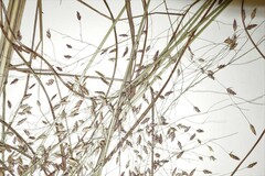 Eragrostis trichodes