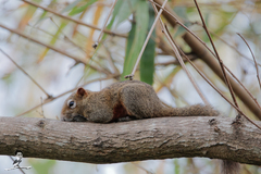Callosciurus erythraeus siamensis