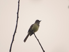 Myiarchus yucatanensis