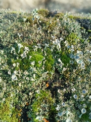Cladonia fimbriata