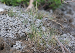 Capillipedium kwashotensis