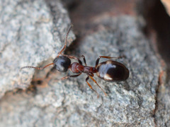 Dolichoderus quadripunctatus