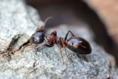 Dolichoderus quadripunctatus
