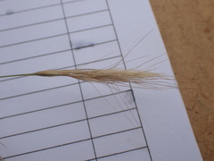 Aristida congesta