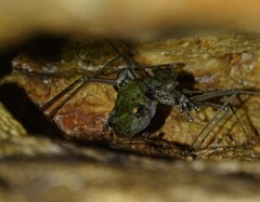 Craugastor yucatanensis