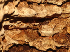 Craugastor yucatanensis