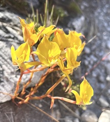 Disa tenuifolia