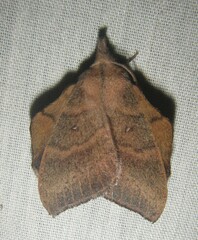 Leipoxais peraffinis