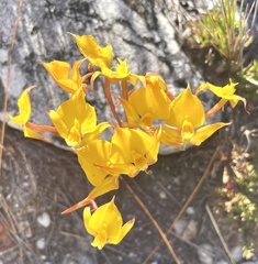 Disa tenuifolia