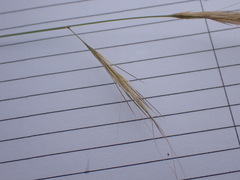 Aristida congesta
