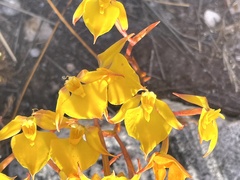 Disa tenuifolia