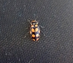 Eriopis serrai